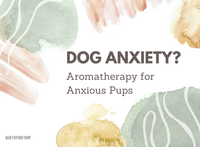 Aromatherapy for Anxious Pups: How Spraying Oils on Your Dog's Bandana Can Help Reduce Anxiety