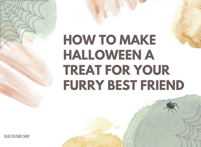 How to Make Halloween a Treat for Your Furry Best Friend 🎃🐾