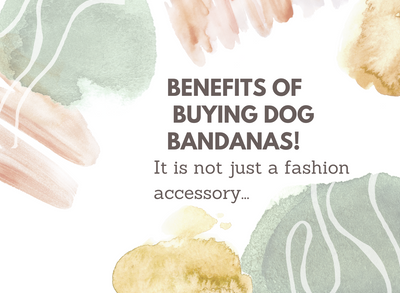 It's not just fashion, know the benefits of buying dog bandanas
