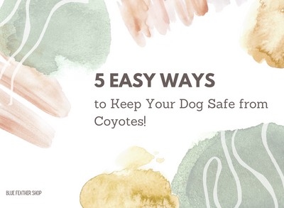 5 Easy Ways to Keep Your Dog Safe from Coyotes!