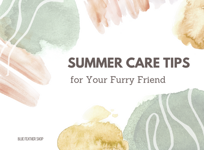 Summer Care Tips for Your Furry Friend