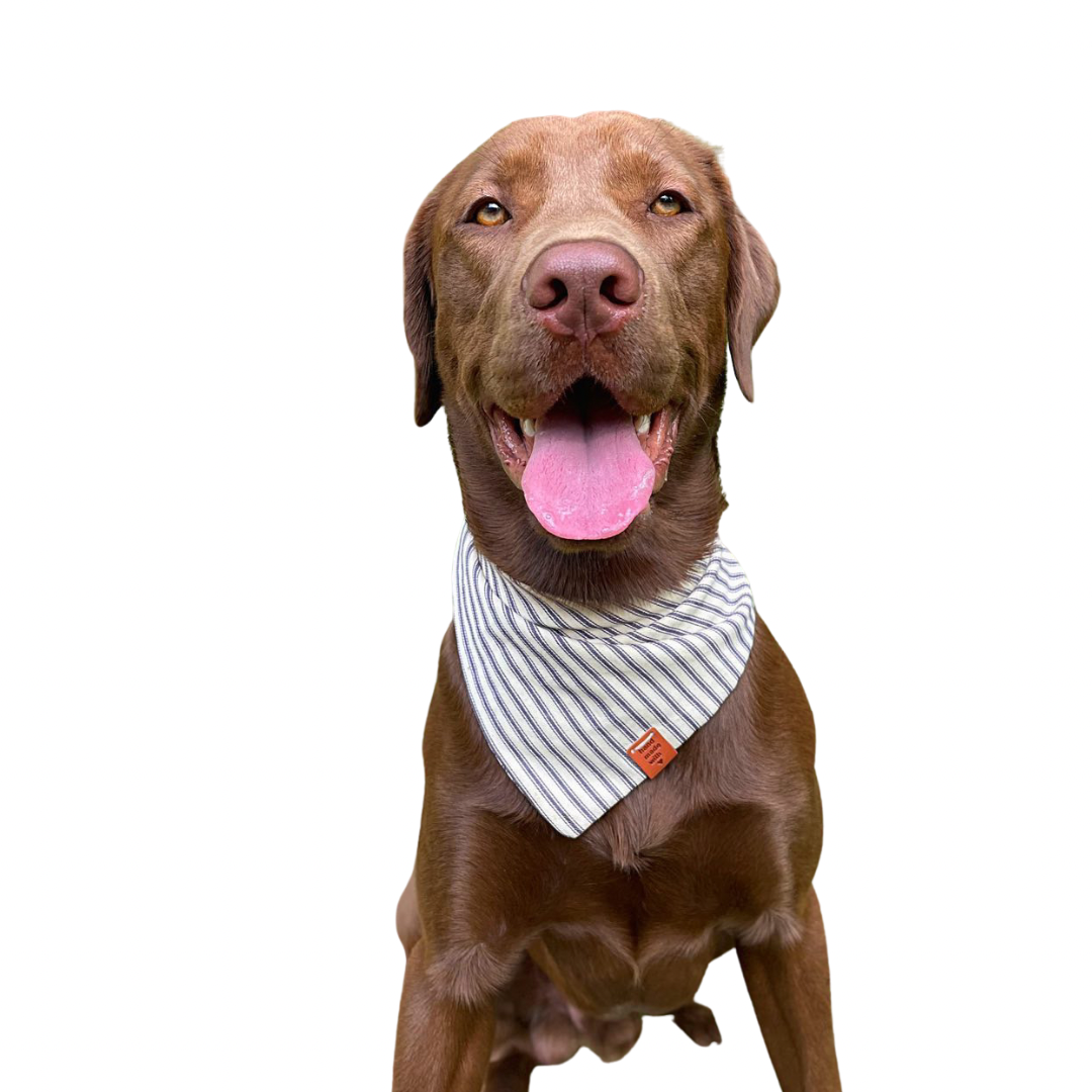 Blue Stripes Dog Bandana: The Perfect Accessory for Your Pup! Premium - Handmade