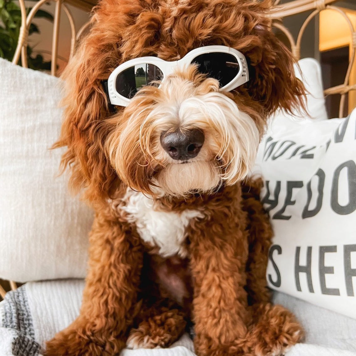 Pet Dog Sunglasses | Pet Dog Cat Googles | Eye Wear Puppy Eye Protection | Pet Accessories