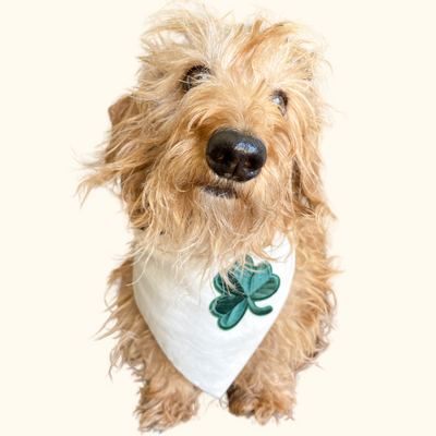 Premium Dog Bandana | St Patricks Day | Lucky Day - Clover